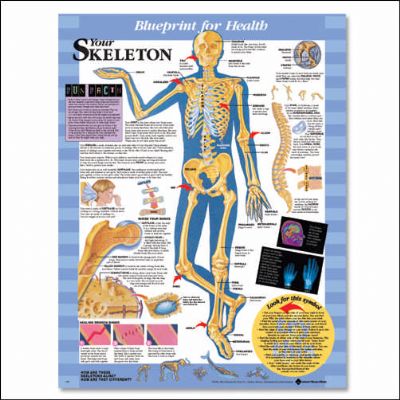 Affisch Your Skeleton, blueprint for health, 50x65cm papper